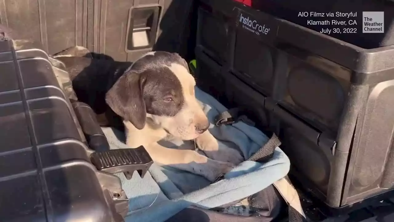 Puppy Rescued From Wildfire Ruins - Videos from The Weather Channel