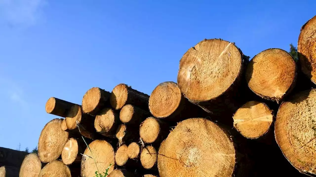 warum schnäppchen-holz teuer werden kann