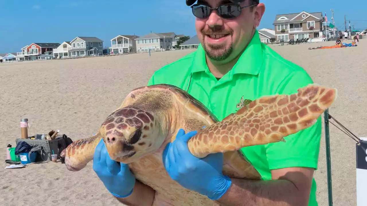 World's toughest turtle? Survivor among 8 returned to ocean