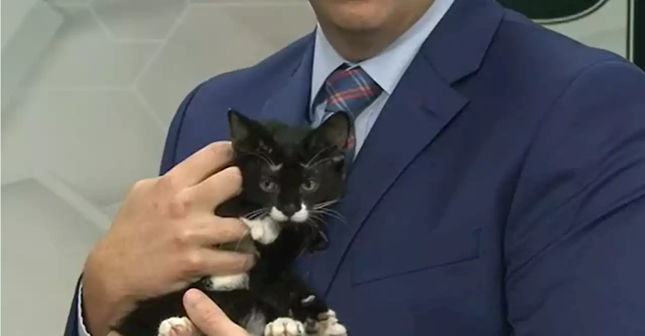 Pet of the Week: Greetings to Gilbert