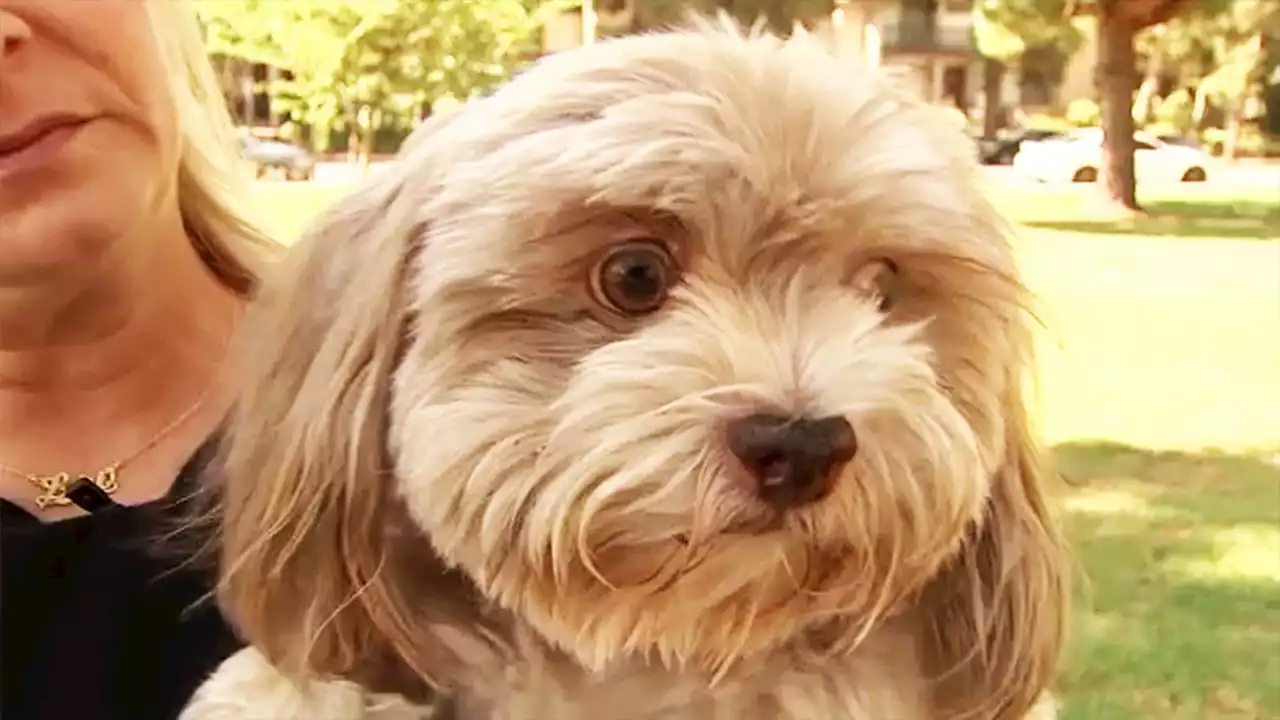 Dog goes blind after accidentally swallowing oxycodone while on walk in California park