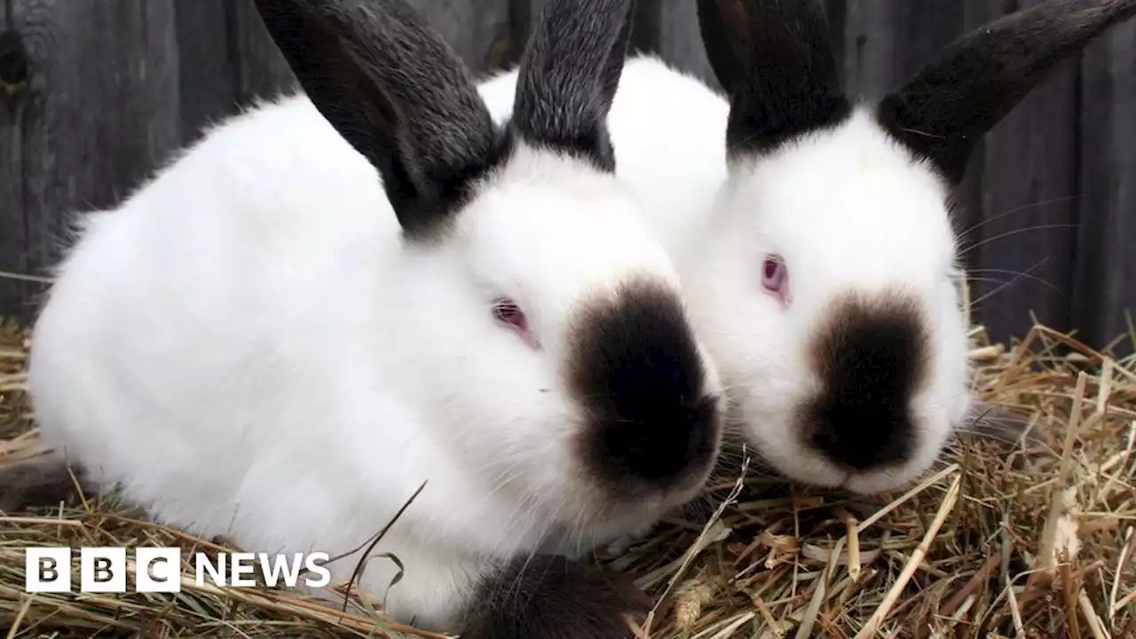 T&S Rabbits farm closure to see about 250 rabbits given to activists