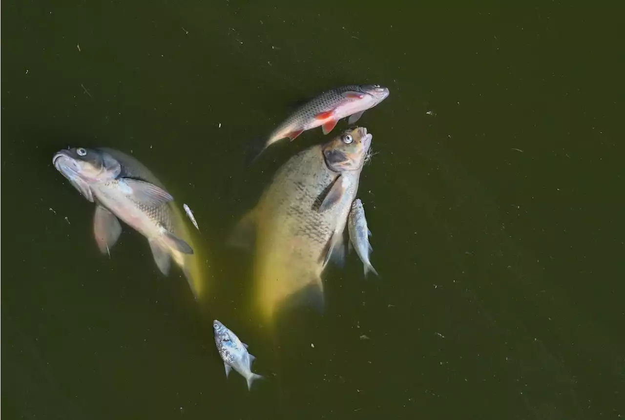 Umweltkatastrophe an der Oder: Vorsichtiges Aufatmen an der Ostsee