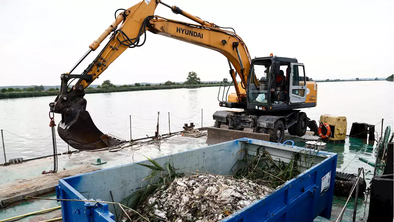 Mehr als 190 Tonnen Fische in der Oder verendet