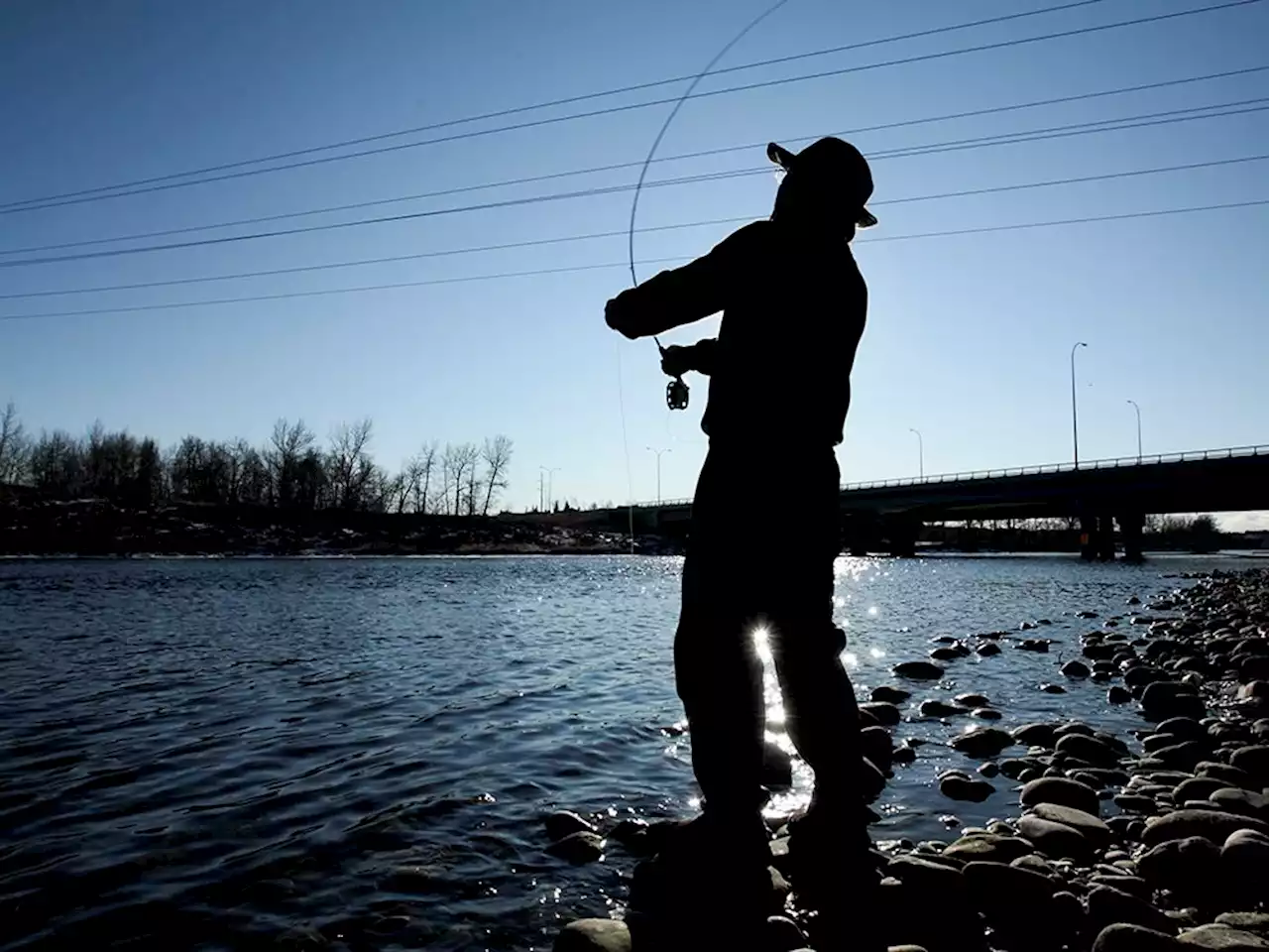 Angling restrictions in weather-stressed Bow, other rivers take effect Saturday