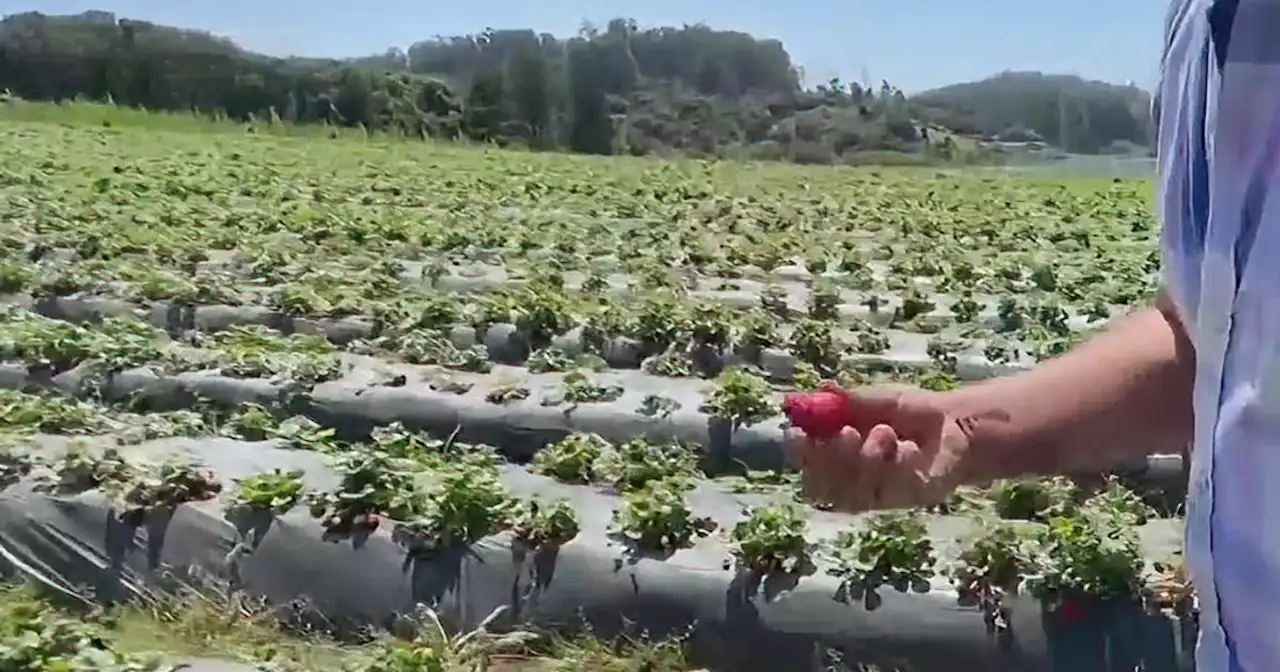 $300K USDA grant feeds Cal Poly Pomona research on how California farmers can adjust to climate change