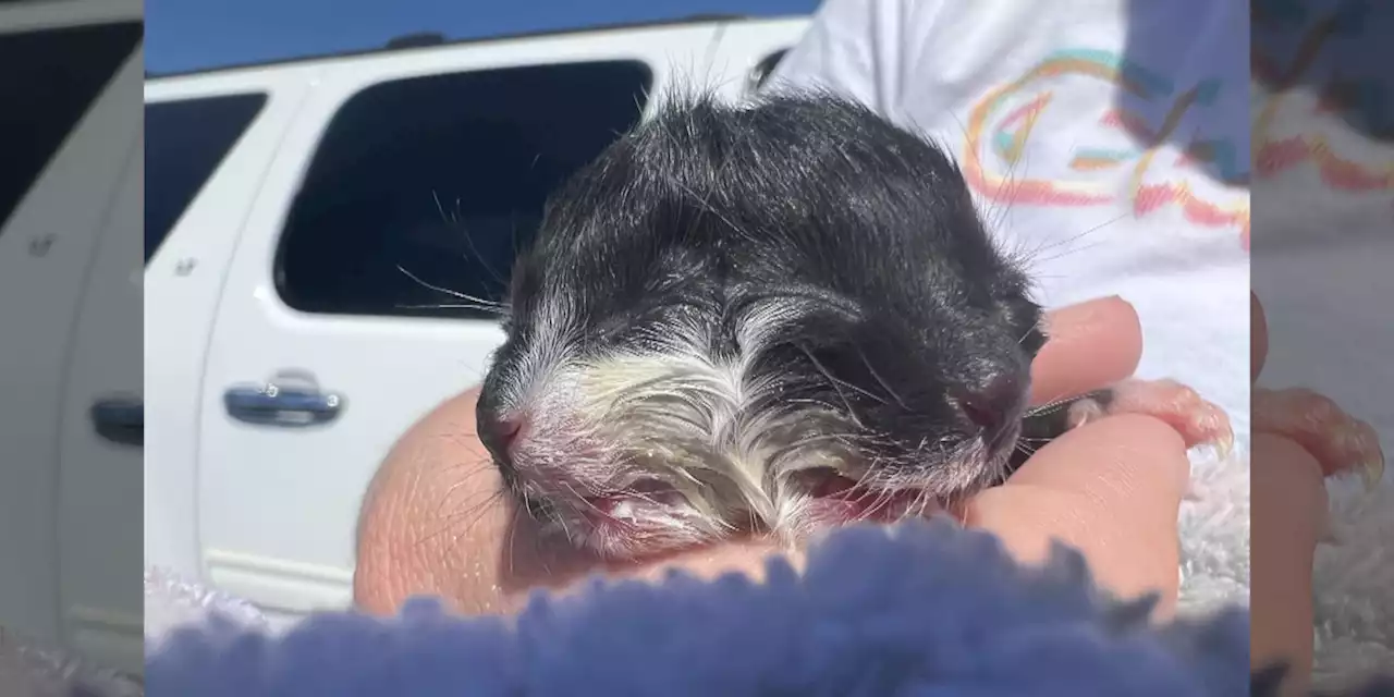 Kitten born with two faces in Arkansas