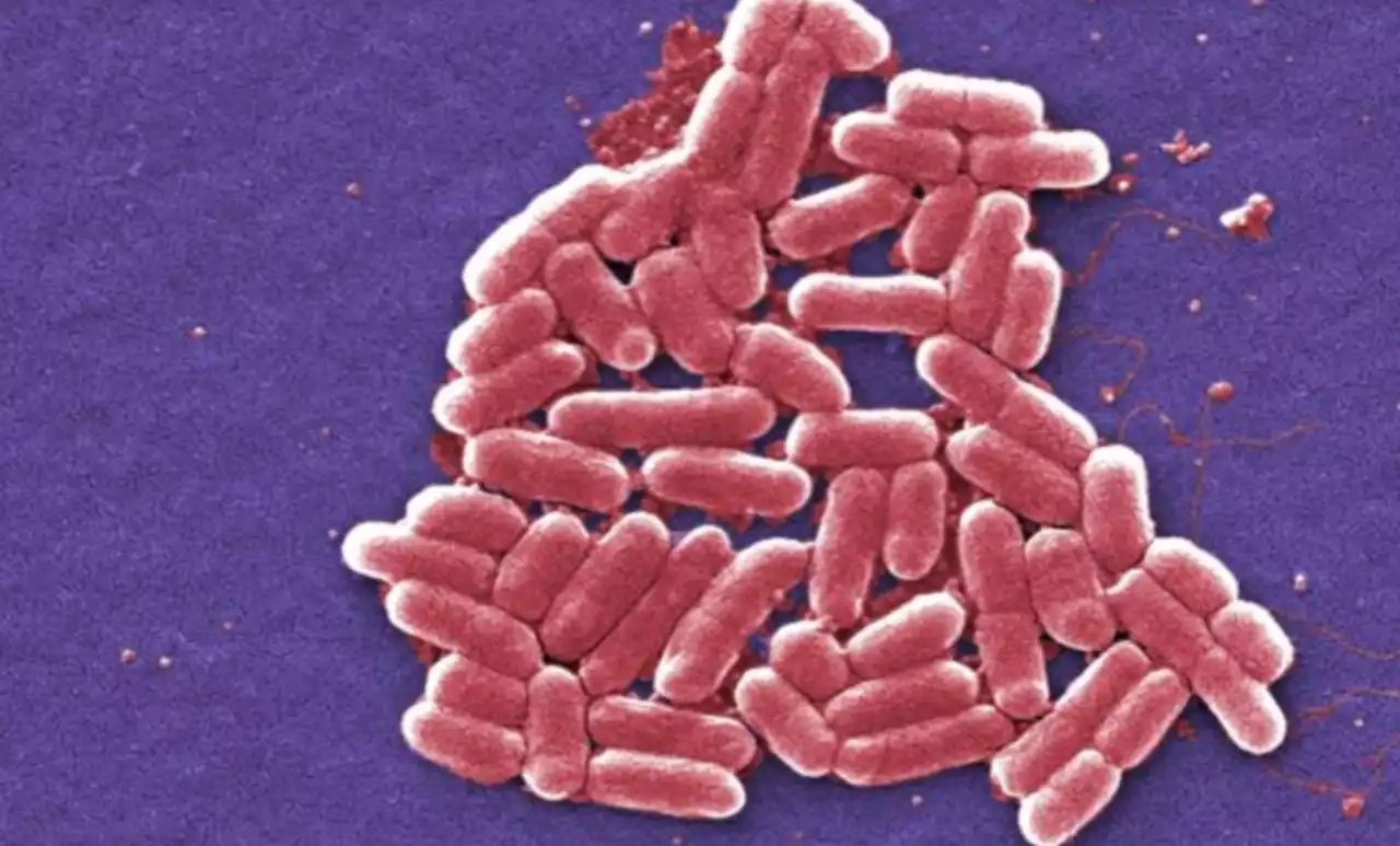 E. coli outbreak in Ohio widens; lettuce at Wendy’s investigated as possible source of contamination