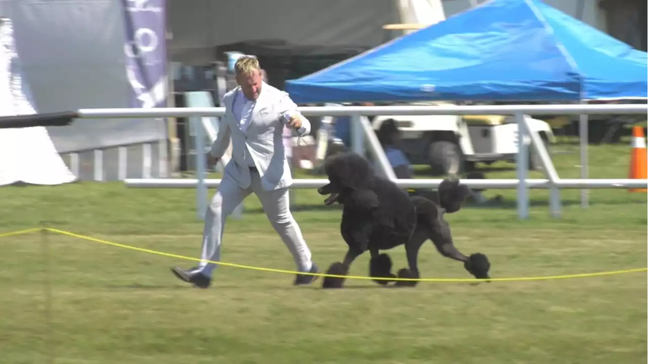 More than 600 dogs competing at Brockville, Ont. dog show