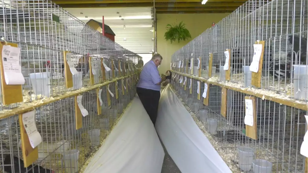 Poultry exhibition takes centrestage on the opening day of the South Mountain Fair