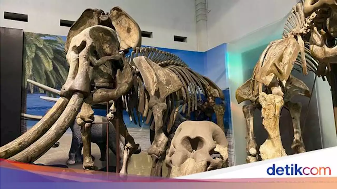 Meneropong Kehidupan Gajah Purba di Pulau Jawa