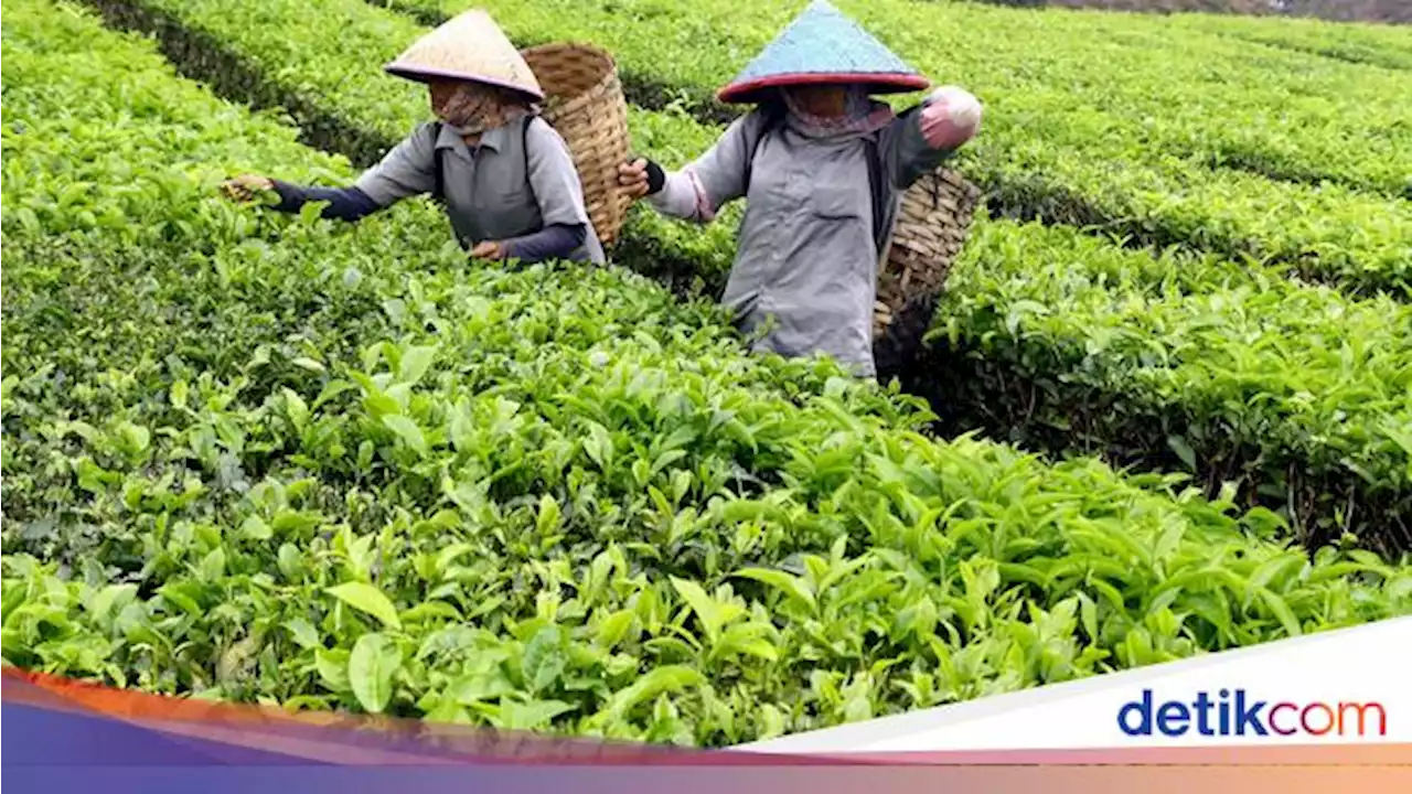 Pasar Lelang Komoditas Agro Jawa Barat Kembali Bergairah