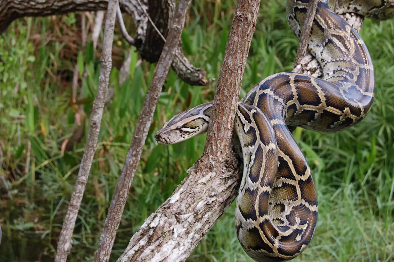 On the Front Lines of Florida's Fight Against Pythons