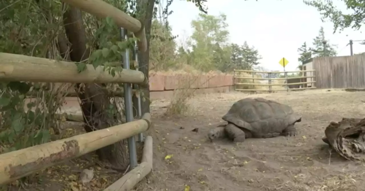 Master escape artist, 90-year-old turtle named Rocket, returns to Kansas zoo after 13 years