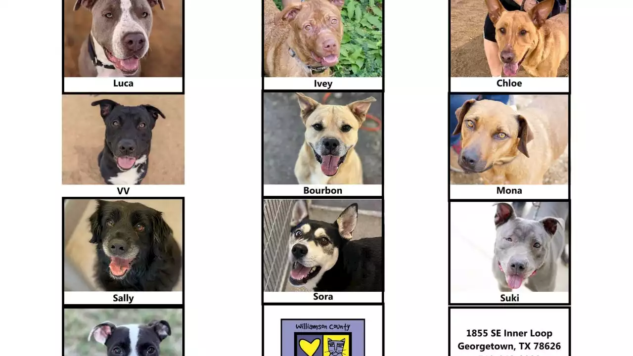 WCRAS has almost 200 dogs in shelter, issues 'preventing euthanasia' list