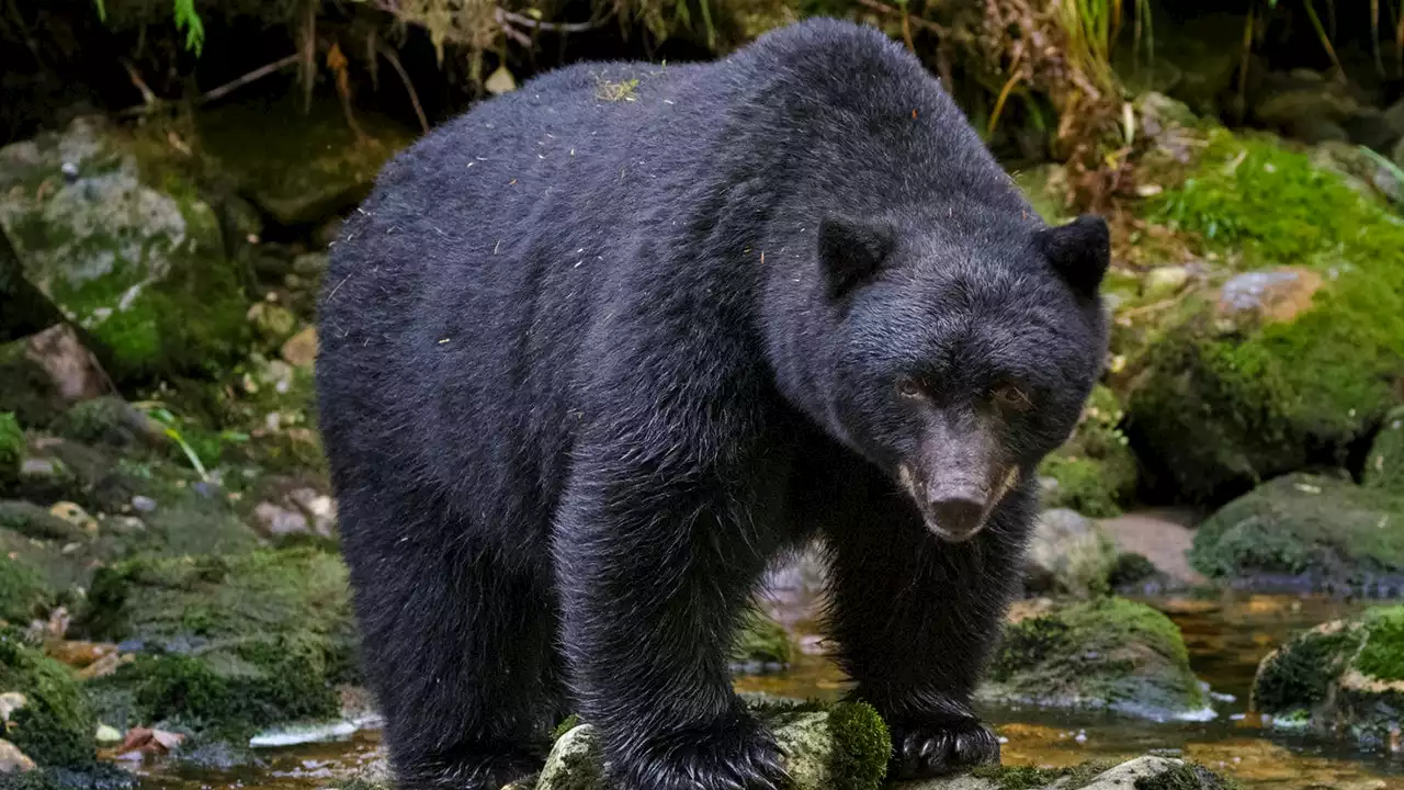 Colorado man shoots bear inside his home with his .40-caliber pistol