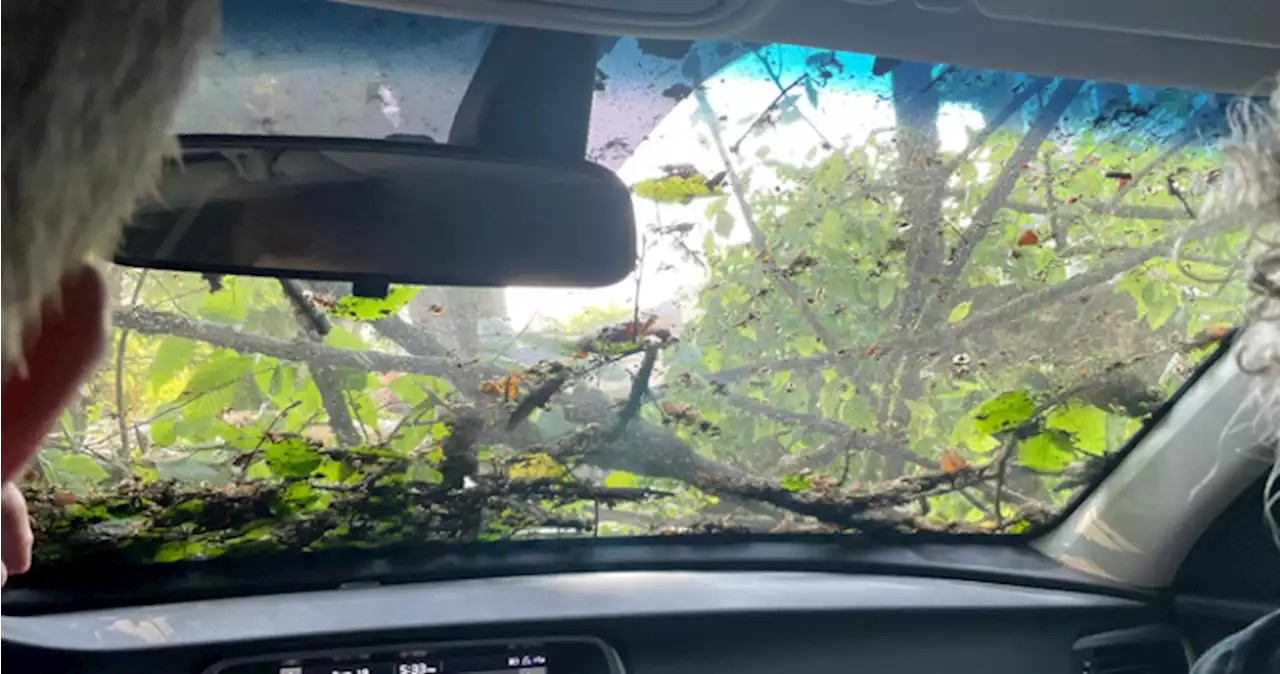 ‘A miracle that we’re all alive’: Family of five rescued after massive tree crushes vehicle | Globalnews.ca