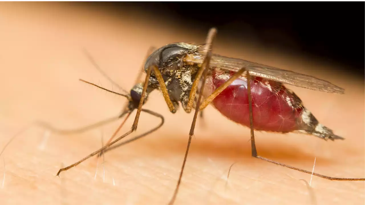 New study figures out why mosquitos' targeting system is 'essentially unbreakable'