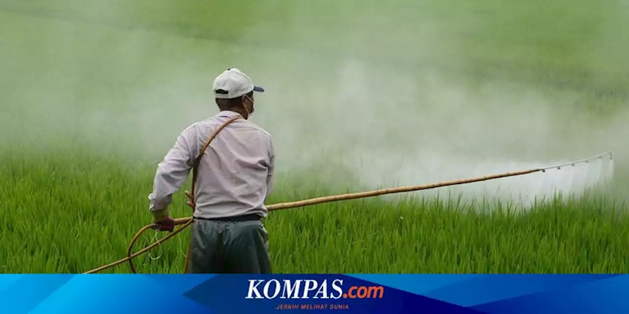 Asuransi Pertanian Jaga Ketahanan Petani Capai Target Swasembada Pangan