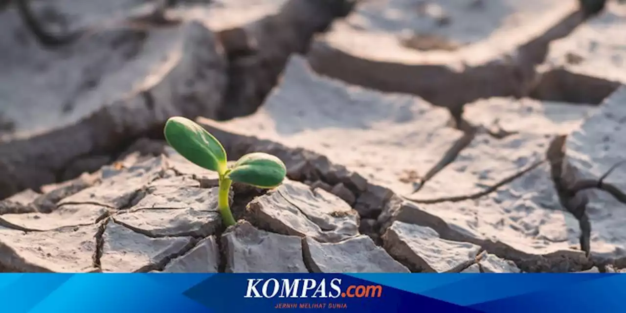 Cerita Petani China Alami Kekeringan Terparah dalam 60 Tahun, 66 Sungai Mengering