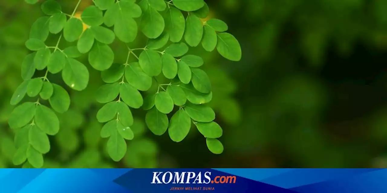 Setiap Bukan, Pengolahan Kelor di NTT Menghasilkan Rp 540 Juta