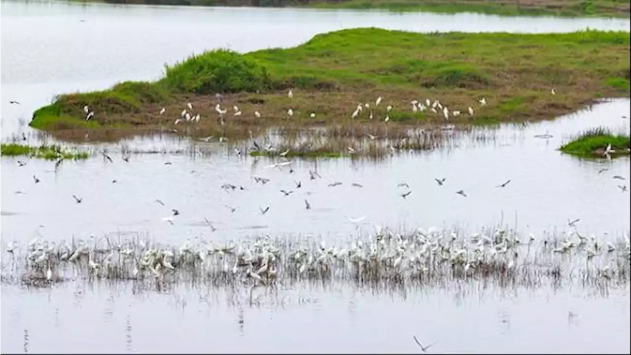 Sungai Terpanjang di Asia dan Danau Terbesar di China Kering akibat Gelombang Panas