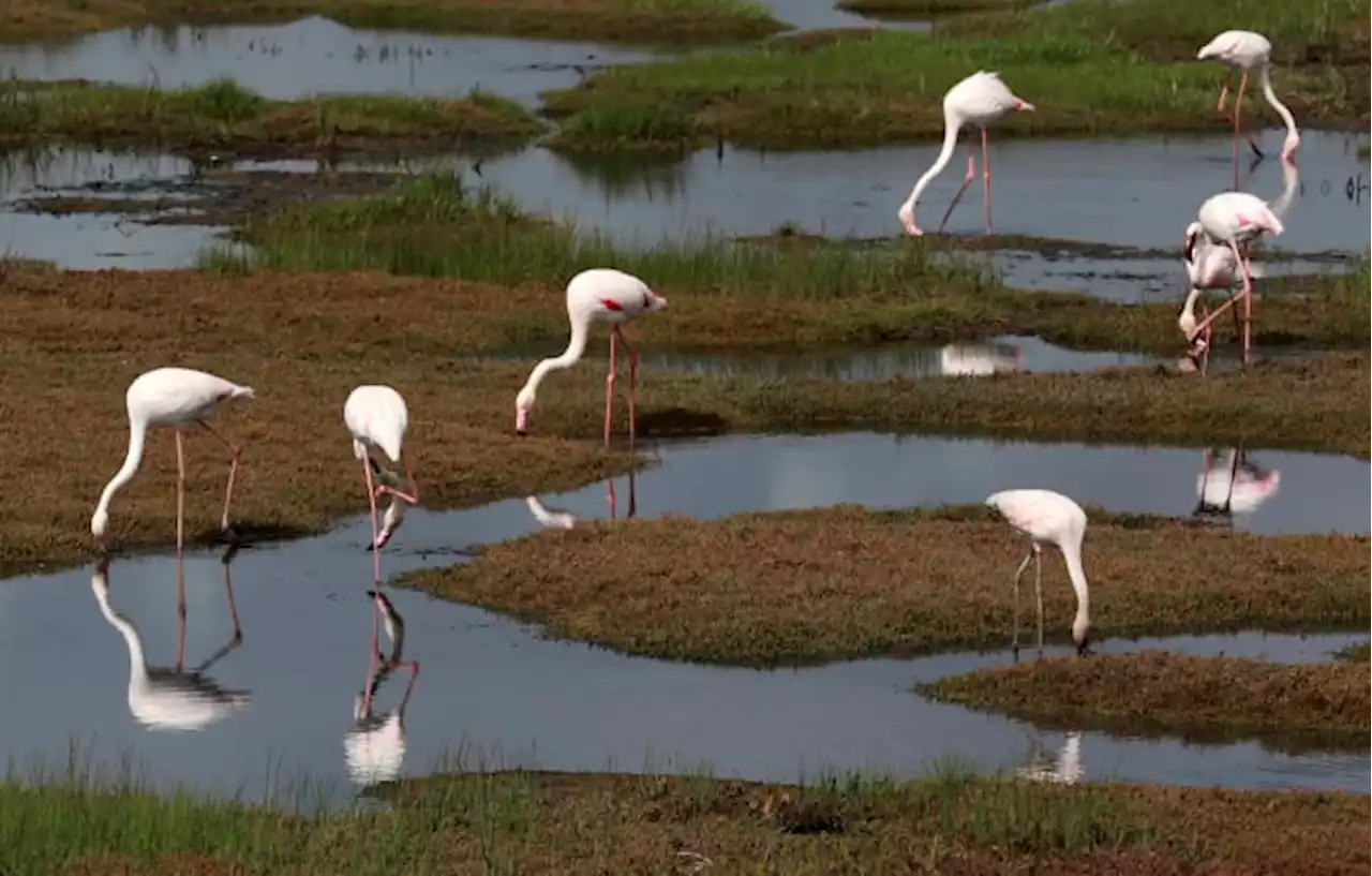 African migratory birds threatened by hot, dry weather