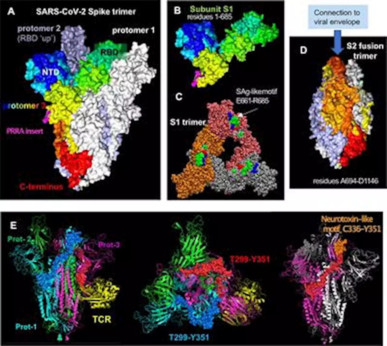 Frontiers | Multisystem Inflammatory Syndrome in Children and Long COVID: The SARS-CoV-2 Viral Superantigen Hypothesis