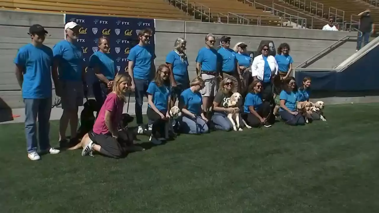 Guide Dogs in Training Visit Cal Football Field