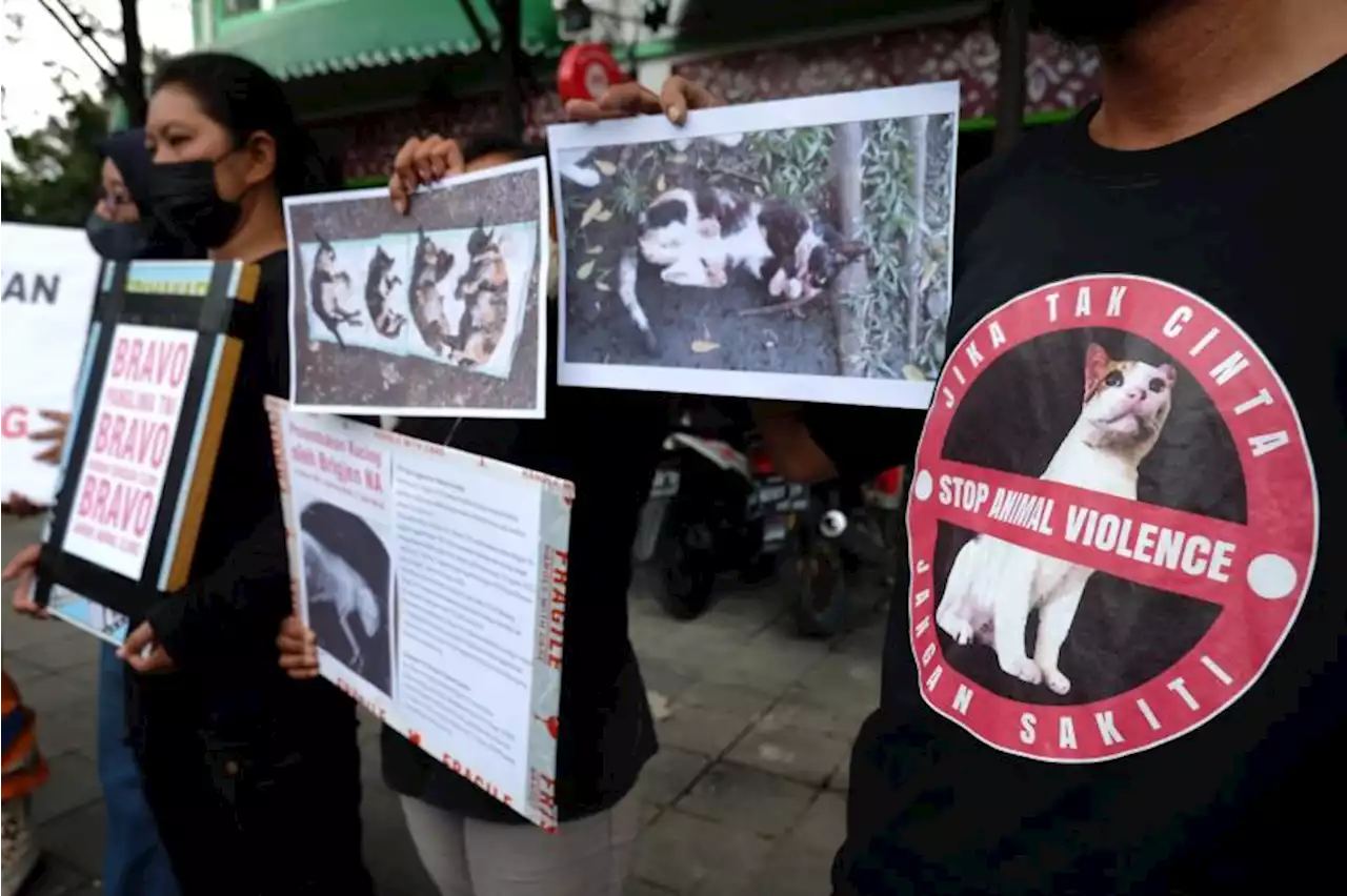 KSAL Persilakan Proses Hukum Penembak Kucing di Bandung |Republika Online