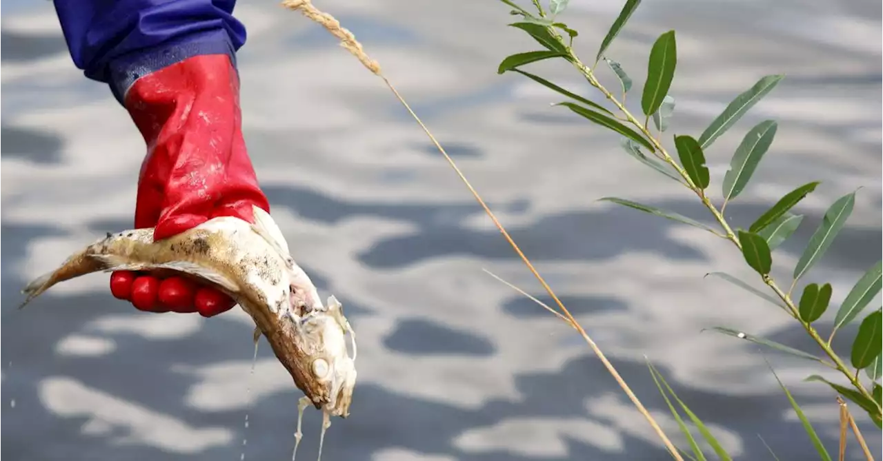 Rare toxic algae behind fish deaths in river Oder, say researchers