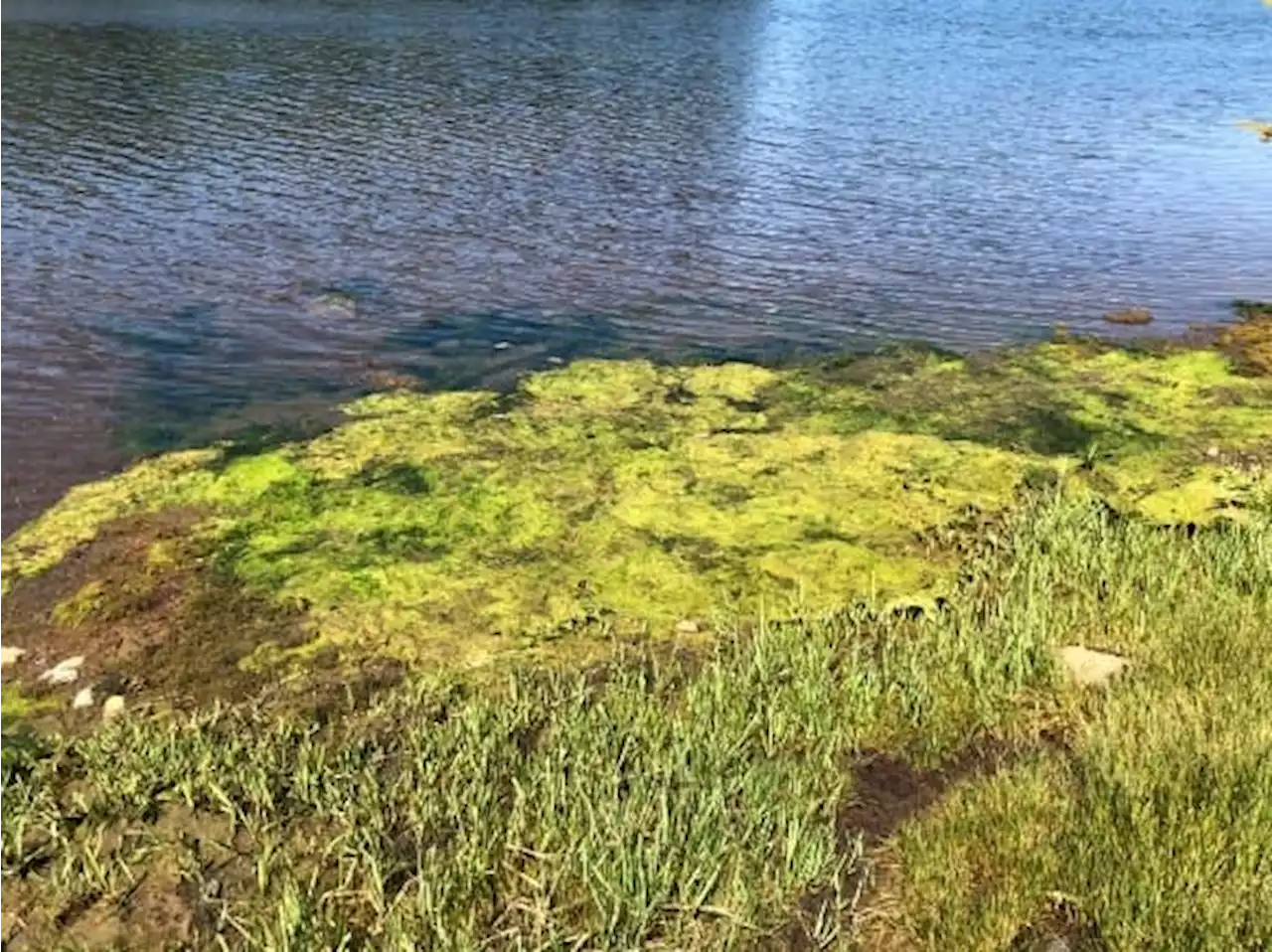 Blue-green algae growth found in MacLures Pond in Murray River, P.E.I. | SaltWire