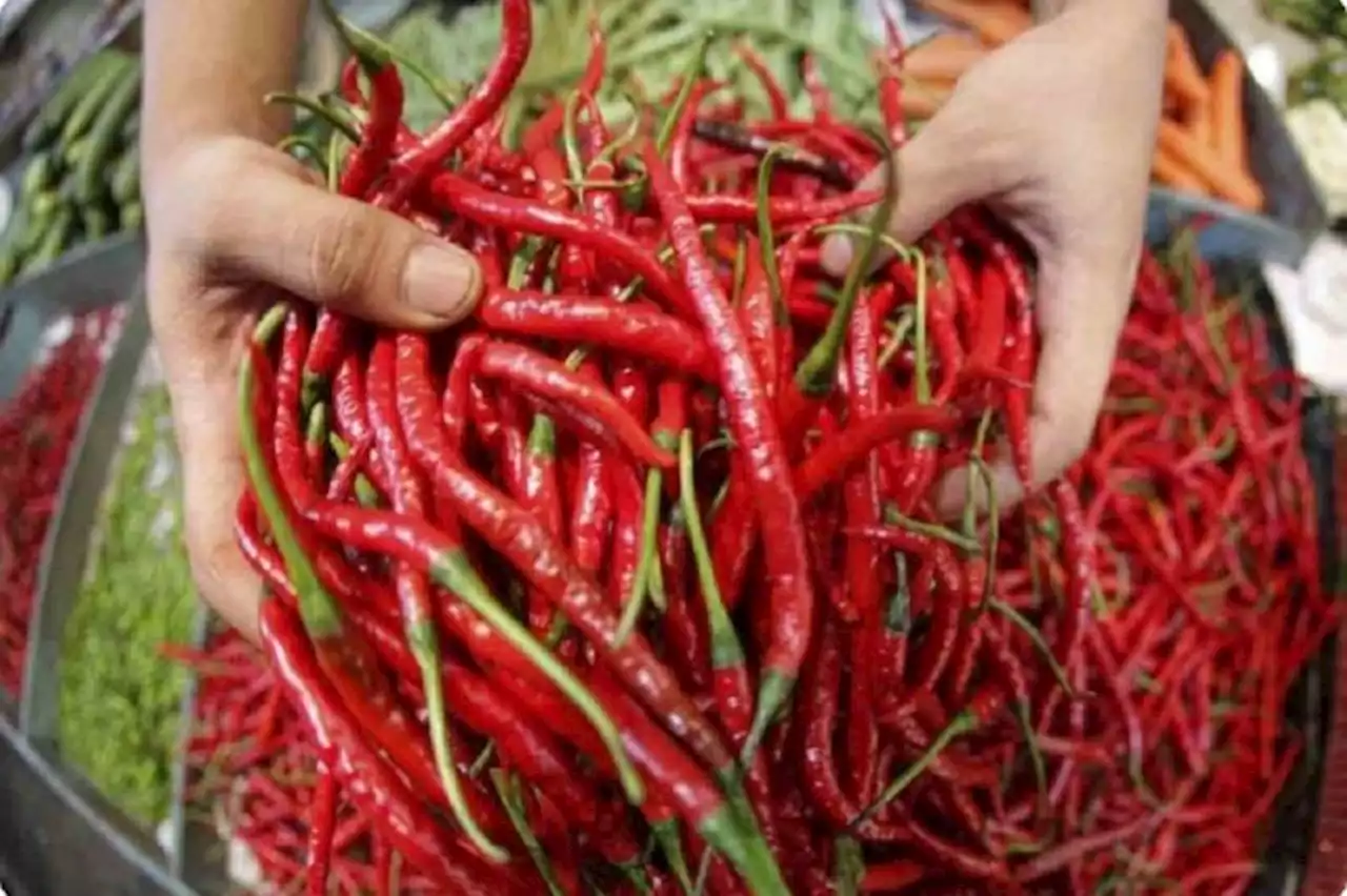 Petani Tak ke Ladang, Harga Cabai di Medan Kembali Tembus Rp100 Ribu