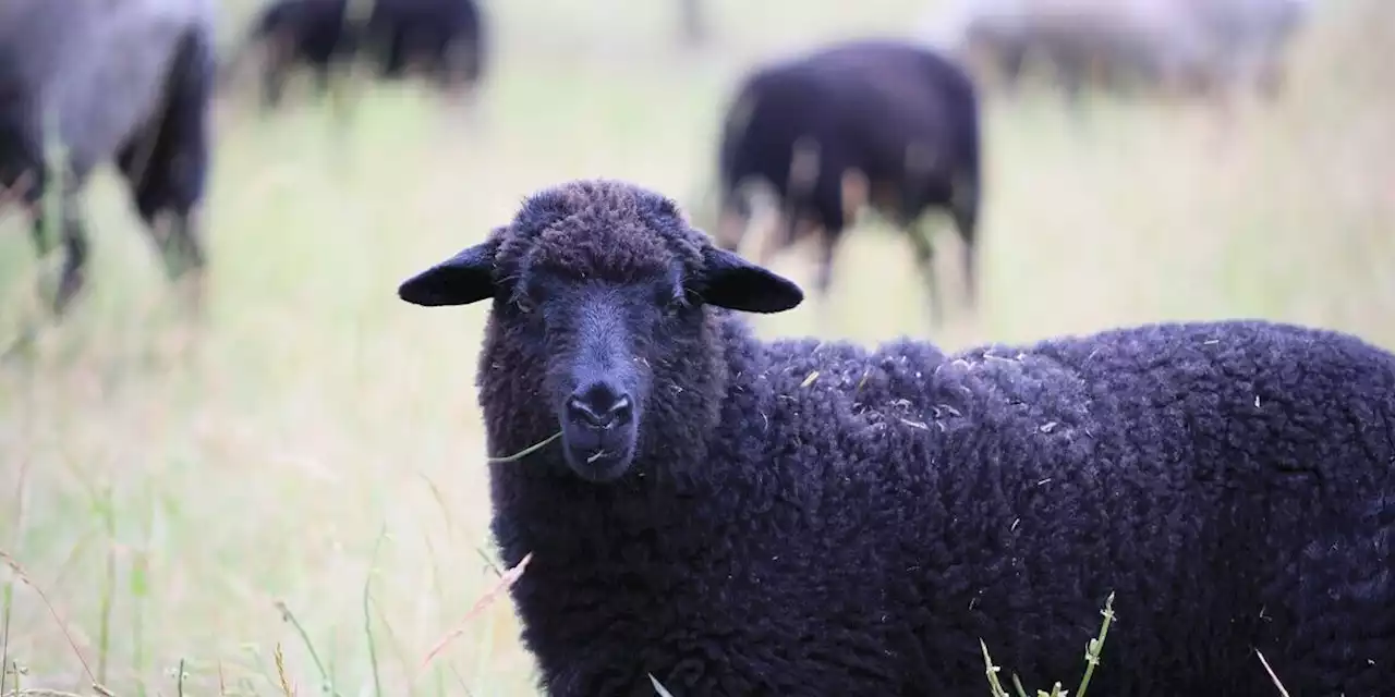 Snopestionary: What is the ‘Black Sheep Effect’?