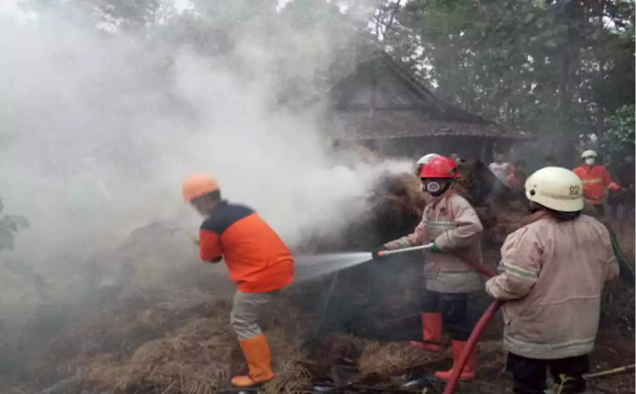 Korsleting, Kandang Sapi Milik Warga Sragen Hangus Terbakar