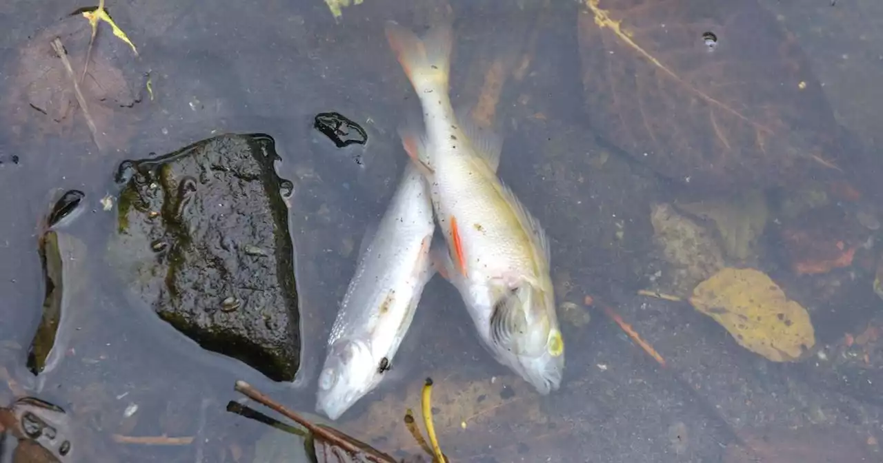 Pumpaktion erhöht den Sauerstoffgehalt: Waldweiher in Burbach: Lage hat sich nach dem Fischsterben entspannt