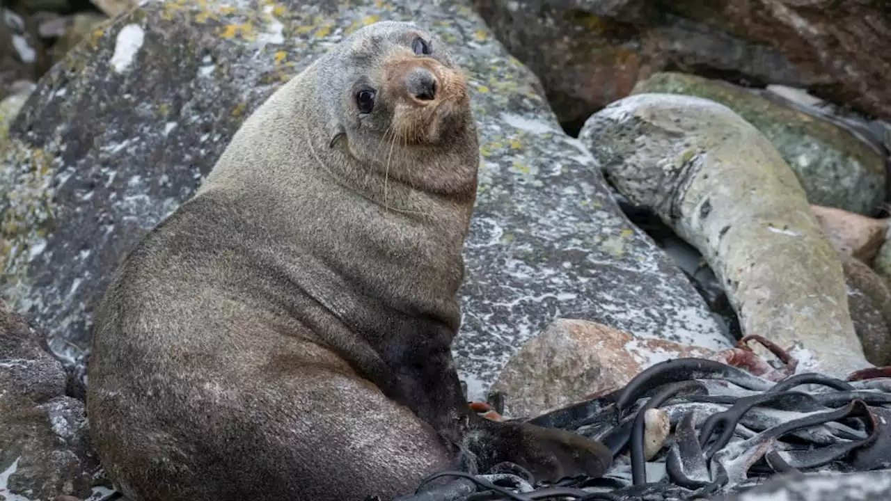 Seal Enters Home Through Cat Flap Door, Leaves Pet ‘Traumatized’