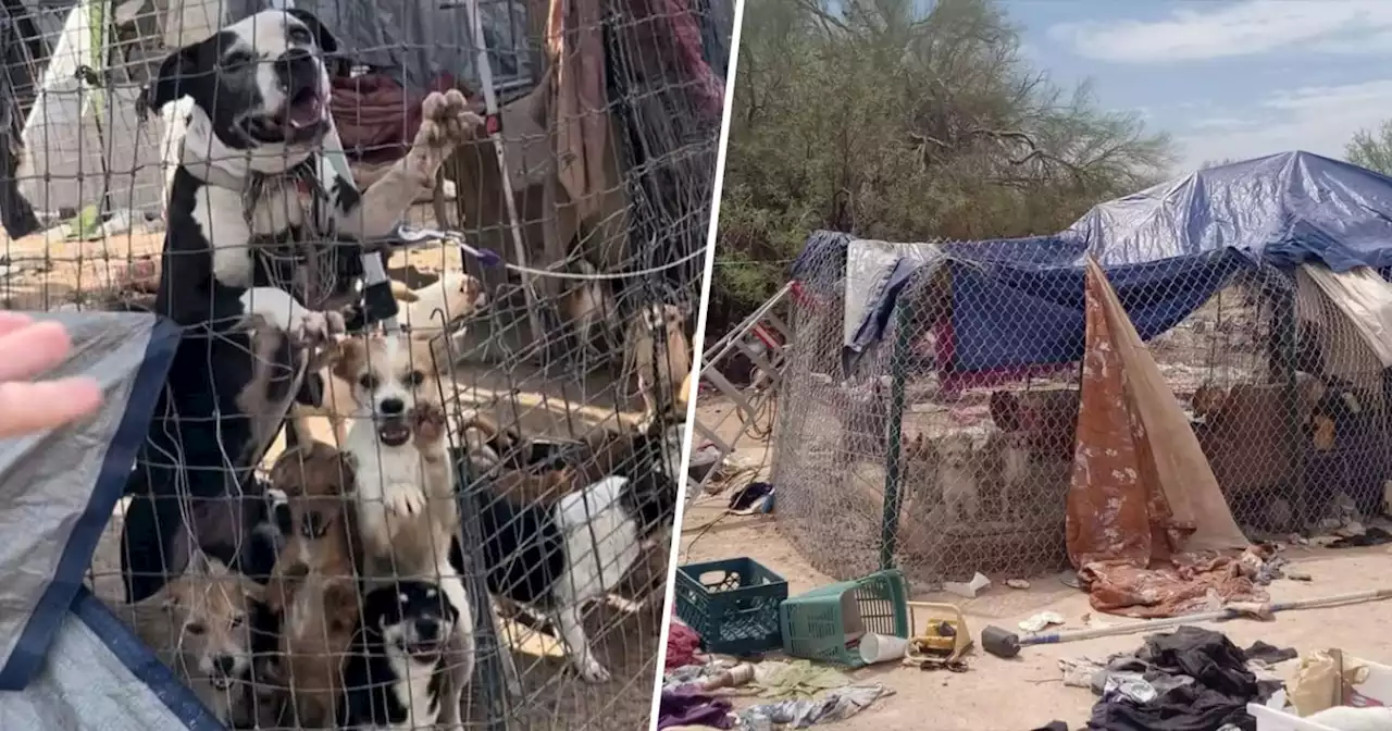 150 dogs rescued after being found living with homeless family in Arizona desert