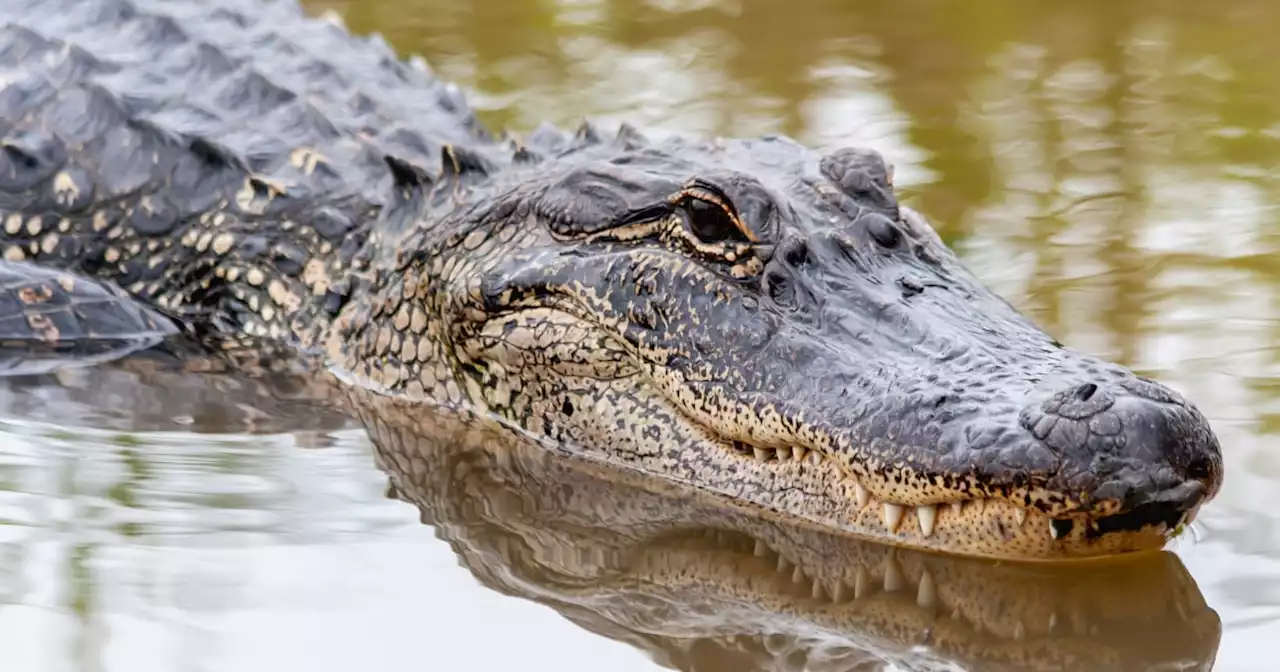 Dad was about to drive his kids to school. First he had to wrestle an alligator