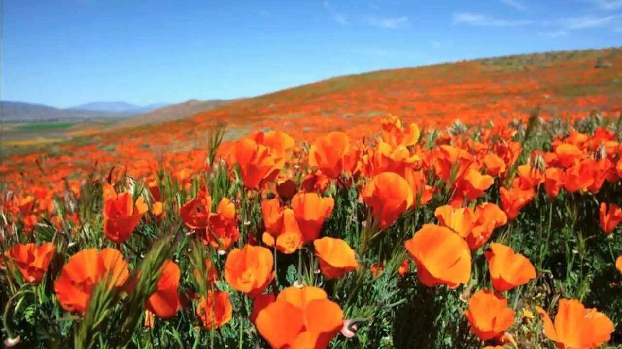 Bluebells, lilies, poppies, and more: These are the native wildflowers blooming near you