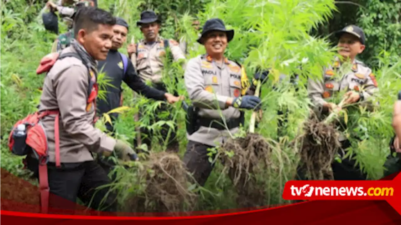 Polisi Amankan Pemilik dan Musnahkan Dua Hektare Ladang Ganja di Pidie