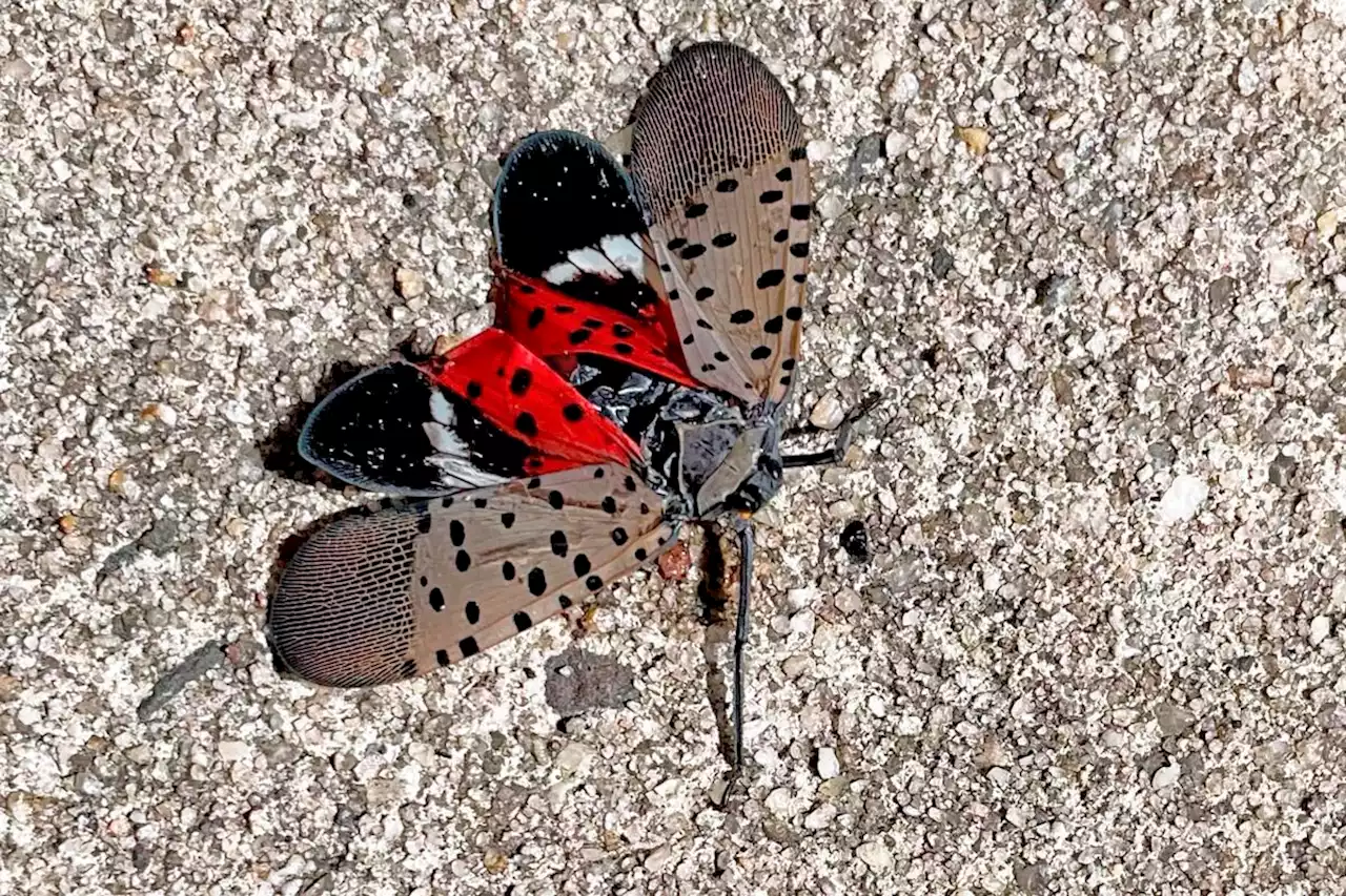 See it? Squish it! Fighting the invasive spotted lanternfly