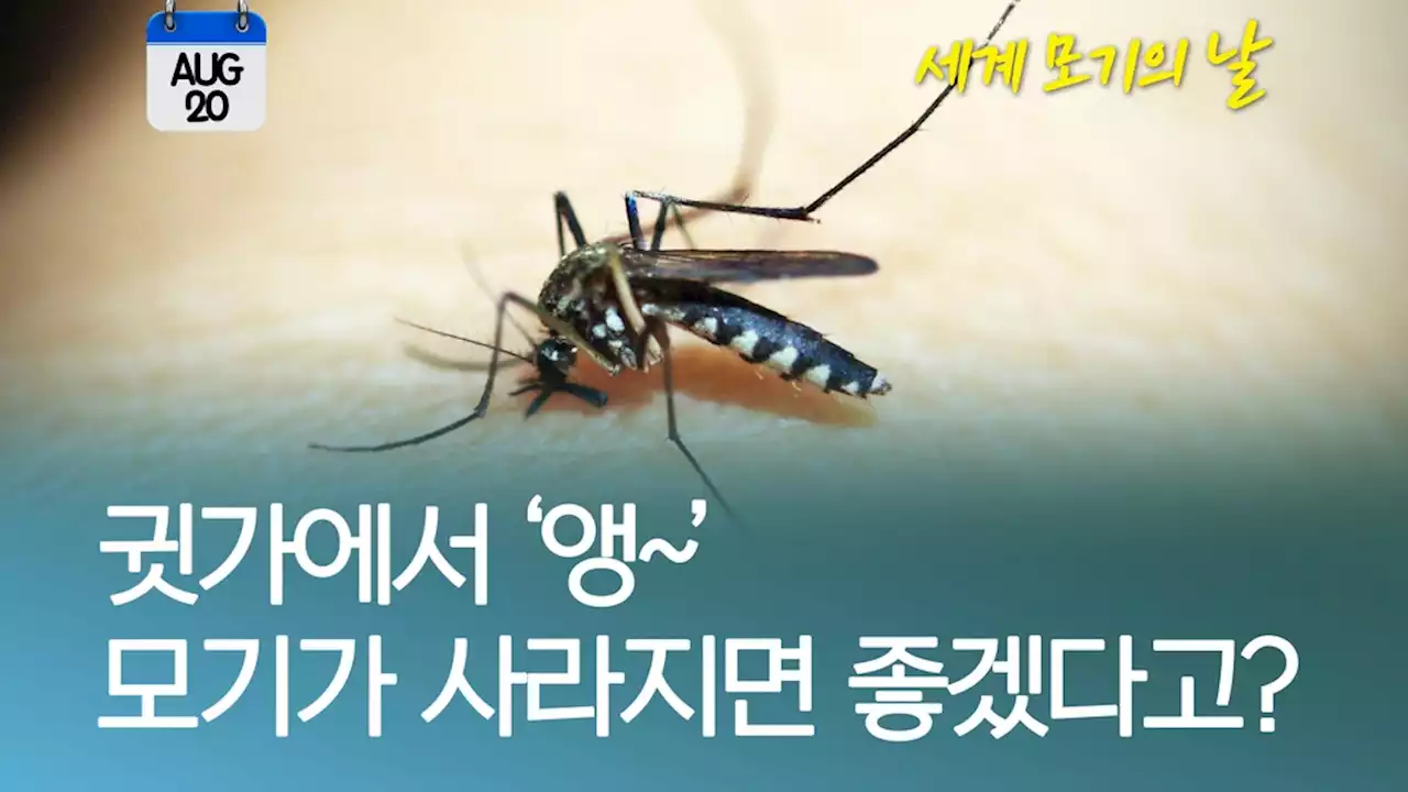 [오늘은] '앵∼' 모기 사라지면 초콜릿 못먹는다? | 연합뉴스