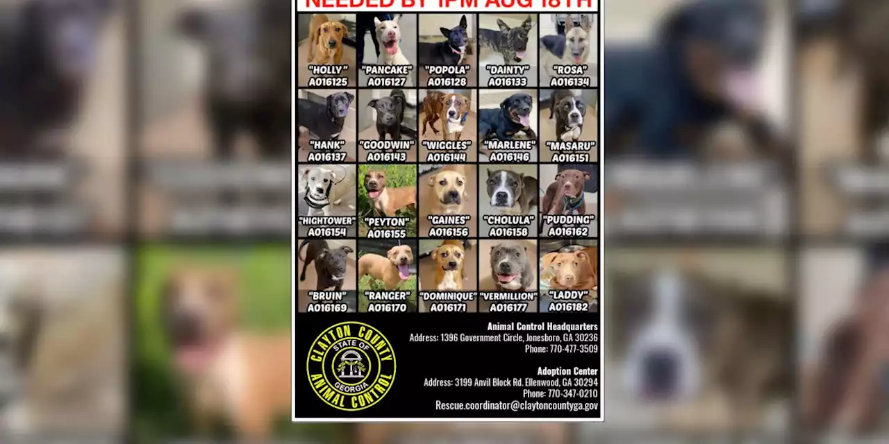 Public steps up to adopt all 20 dogs set to be euthanized at Georgia shelter