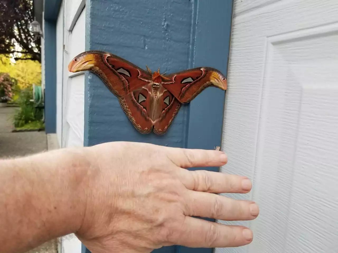 Giant moth found in US for first time, officials say