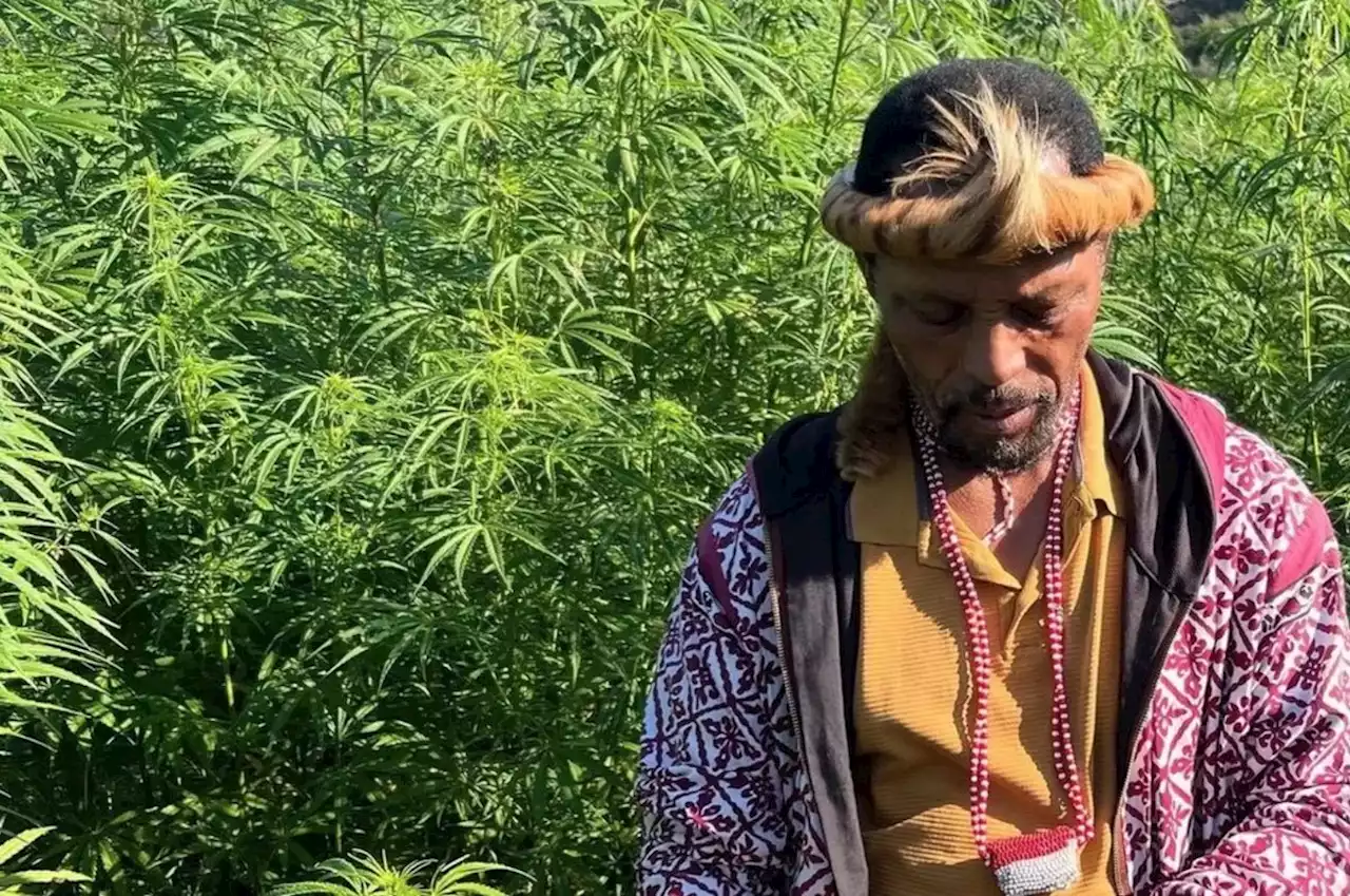 Pondoland: South Africa's cannabis growers left behind by legalisation plans