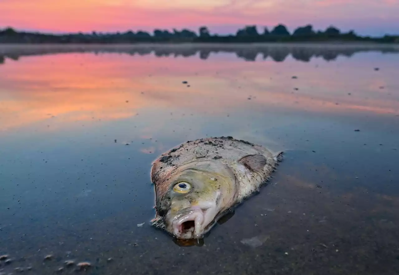 Fischsterben in der Oder: Pestizide in Brandenburg nachgewiesen