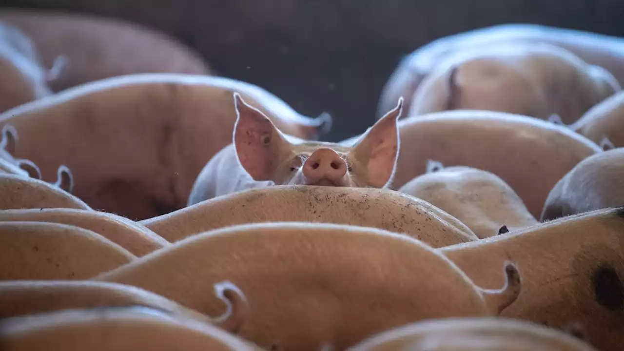 Ist die Massen-Tierhaltung bald verboten?