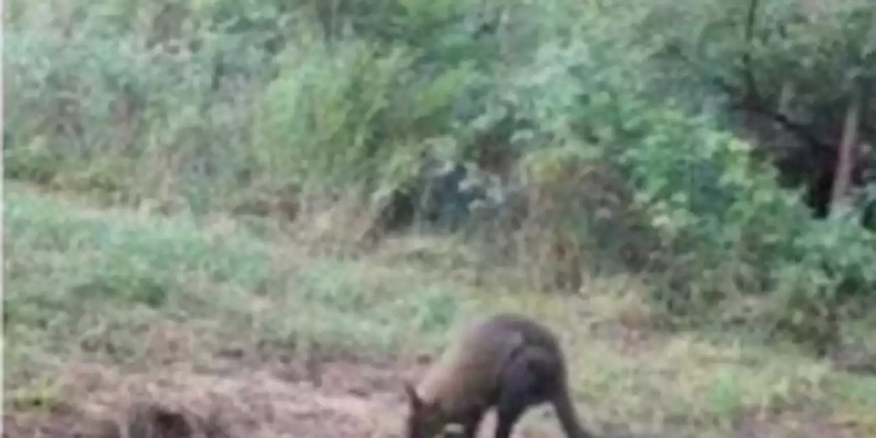 Police: Viral ‘Brewster Wallaby’ hasn’t been seen in 7 days