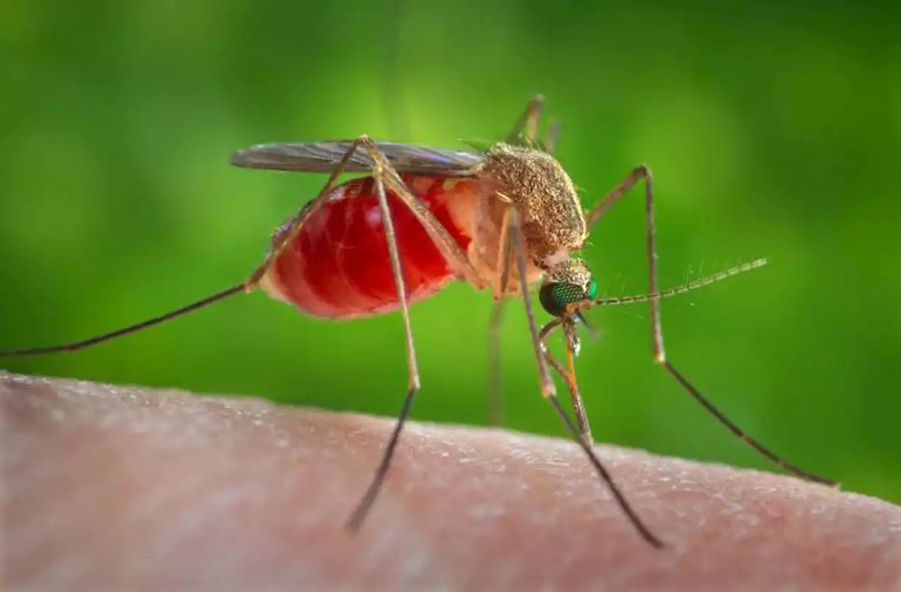 West Nile detected in Rocky River, other counties; here are ways to avoid virus-spreading mosquitoes